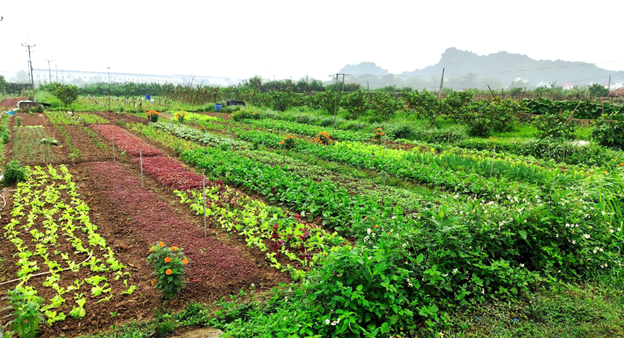 Ảnh bìa PHANO – nông nghiệp sinh thái